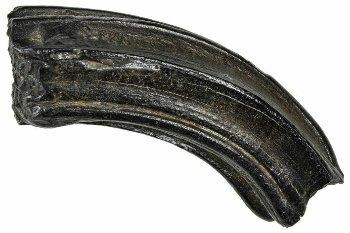 Pleistocene Aged Fossil Horse Tooth - South Carolina #374132